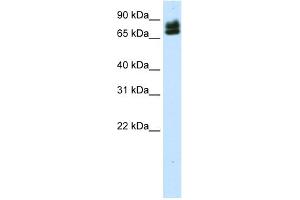anti-E74-Like Factor 1 (Ets Domain Transcription Factor) (ELF1) (N-Term) antibody