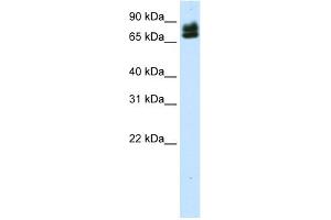 WB Suggested Anti-ELF1 Antibody Titration:  0. (ELF1 anticorps  (N-Term))