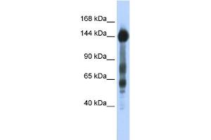 WB Suggested Anti-SREBF1 Antibody Titration:  0. (SREBF1 anticorps  (N-Term))