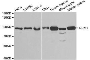 Western blot analysis of extracts of various cell lines, using RRM1 antibody. (RRM1 anticorps  (AA 593-792))
