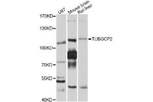 Western blot analysis of extracts of various cell lines, using TUBGCP2 antibody (ABIN5999122) at 1/1000 dilution.