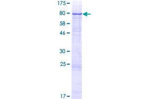 Image no. 1 for Glycosyltransferase-Like Domain Containing 2 (GTDC2) (AA 1-580) protein (GST tag) (ABIN1347523)