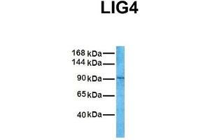 Host:  Rabbit  Target Name:  LIG4  Sample Tissue:  Human Fetal Liver  Antibody Dilution:  1.
