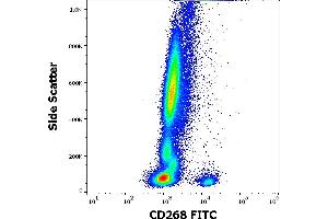 Flow cytometry surface staining pattern of human peripheral whole blood stained using anti-human CD268 (11C1) FITC antibody (10 μL reagent / 100 μL of peripheral whole blood).