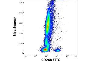 Flow cytometry surface staining pattern of human peripheral whole blood stained using anti-human CD268 (11C1) FITC antibody (10 μL reagent / 100 μL of peripheral whole blood). (TNFRSF13C anticorps  (FITC))
