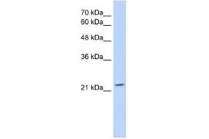 WB Suggested Anti-OVOL1 Antibody Titration:  2. (OVOL1 anticorps  (C-Term))