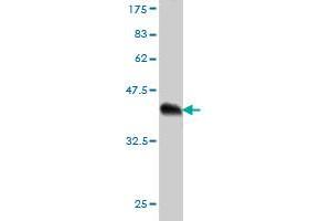 Western Blot detection against Immunogen (35.
