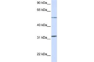 WB Suggested Anti-SLC35A5 Antibody Titration:  0.