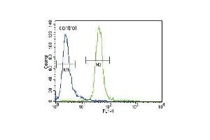 MUSK Antibody (N-term) (ABIN392019 and ABIN2841795) flow cytometric analysis of CEM cells (right histogram) compared to a negative control cell (left histogram).