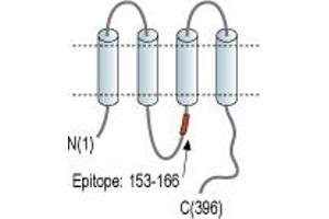 Gap Junction Protein, gamma 1, 45kDa (GJC1) peptide
