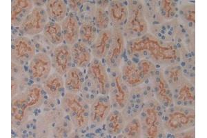 DAB staining on IHC-P; Samples: Rat Kidney Tissue (SP100 anticorps  (AA 116-333))