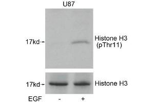 Western blot analysis of extracts from U87 cells untreated or treated with EGF using Histone H3(Phospho-Thr11) Antibody. (HIST1H3A/HIST2H3A/H3F3A (pThr11) anticorps)