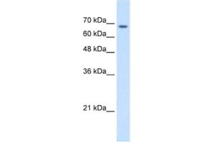 Western Blotting (WB) image for anti-Transmembrane 9 Superfamily Member 1 (TM9SF1) antibody (ABIN2463972) (TM9SF1 anticorps)