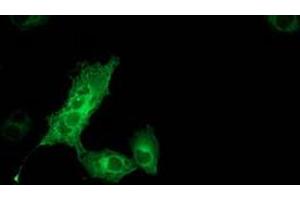 Anti-MGLL mouse monoclonal antibody (ABIN2454565) immunofluorescent staining of COS7 cells transiently transfected by pCMV6-ENTRY MGLL (RC218358). (MGLL anticorps)