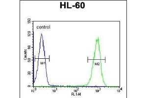 COI Antibody (N-term) (ABIN651142 and ABIN2840096) flow cytometric analysis of HL-60 cells (right histogram) compared to a negative control cell (left histogram). (TMEM57 anticorps  (N-Term))