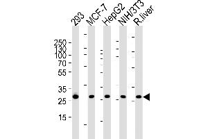 Western blot analysis of lysates from 293,MCF-7,HepG2,mouse NIH/3T3 cell line and rat liver tissue (from left to right),using USF1 Antibody (Center) (ABIN1882051 and ABIN2838485).