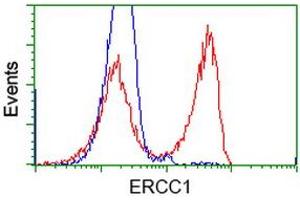 HEK293T cells transfected with either RC200478 overexpress plasmid (Red) or empty vector control plasmid (Blue) were immunostained by anti-ERCC1 antibody (ABIN2453005), and then analyzed by flow cytometry. (ERCC1 anticorps)