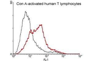 FACS: Con A activated human T lymphocytes were stained significantly using anti-CD137 (human), pAb .