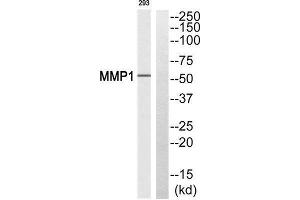 Western Blotting (WB) image for anti-Matrix Metallopeptidase 1 (Interstitial Collagenase) (MMP1) (Cleaved-Pro269) antibody (ABIN1853585) (MMP1 anticorps  (Cleaved-Pro269))