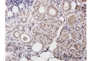 Immunoperoxidase of purified MaxPab antibody to POLB on formalin-fixed paraffin-embedded human salivary gland. (POLB anticorps  (AA 1-335))