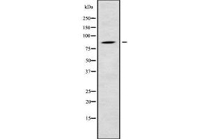Western blot analysis of RGL1 using COLO205 whole cell lysates (RGL1 anticorps  (Internal Region))