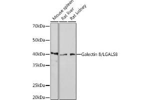 Western blot analysis of extracts of various cell lines, using Galectin 8/LGRabbit mAb (ABIN7268201) at 1:1000 dilution. (LGALS8 anticorps)