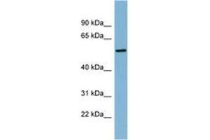 Image no. 1 for anti-Mesoderm Induction Early Response 1, Family Member 2 (MIER2) (AA 287-336) antibody (ABIN6742143) (MIER2 anticorps  (AA 287-336))