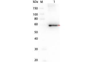 Western Blot of AKT3 Human Recombinant Protein Lane 1: SuperSignal MW markers. (AKT3 Protéine)