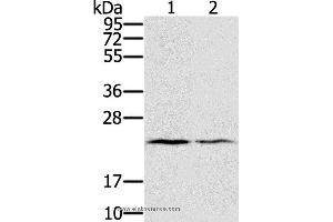 Western blot analysis of Human normal right lung and normal left lung tissue, using EDN2 Polyclonal Antibody at dilution of 1:600 (Endothelin 2 anticorps)
