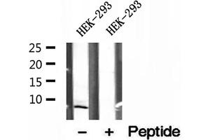 Western blot analysis of extracts of HEK-293 cells, using SEC61G antibody.