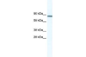 WB Suggested Anti-GATAD2A Antibody Titration:  2. (GATAD2A anticorps  (N-Term))