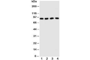 Western blot testing of CUL3 antibody and Lane 1: human HeLa;  2: (h) MCF-7;  3: rat testis;  4: (r) brain tissue lysate. (Cullin 3 anticorps  (Middle Region))
