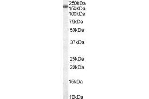 ABIN2559825 staining (0. (SART3 anticorps  (C-Term))