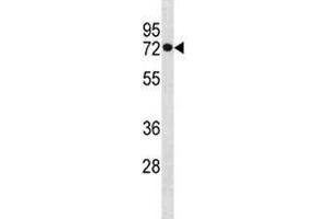 HSPA1L antibody western blot analysis in MDA-MB453 lysate.