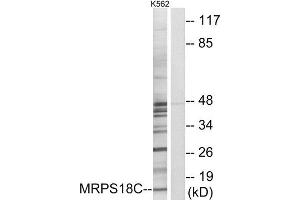 Western Blotting (WB) image for anti-Mitochondrial Ribosomal Protein S18C (MRPS18C) (Internal Region) antibody (ABIN1850530) (MRPS18C anticorps  (Internal Region))