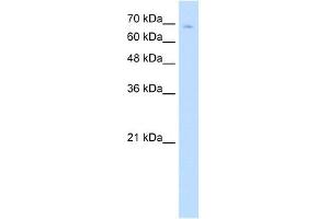 TCF25 antibody (20R-1266) used at 0. (TCF25 anticorps  (N-Term))
