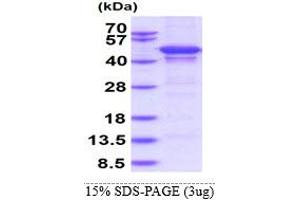SDS-PAGE (SDS) image for Matrix Metallopeptidase 10 (Stromelysin 2) (MMP10) (AA 99-476) protein (His tag) (ABIN5853516)