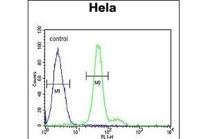 ELOVL5 Antibody (C-term) (ABIN653926 and ABIN2843160) flow cytometric analysis of Hela cells (right histogram) compared to a negative control cell (left histogram).