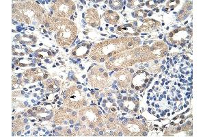 EXOSC7 antibody was used for immunohistochemistry at a concentration of 4-8 ug/ml to stain Epithelial cells of renal tubule (arrows) in Human Kidney. (EXOSC7 anticorps  (N-Term))