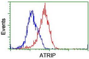 Image no. 10 for anti-ATR Interacting Protein (ATRIP) (AA 42-309) antibody (ABIN1491507)