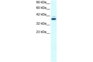Western Blotting (WB) image for anti-GA-Binding Protein Subunit beta-2 (GABPB2) antibody (ABIN2463855) (GABPB2 anticorps)