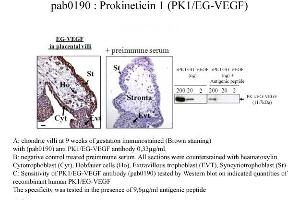 Prokineticin 1 antibody  (N-Term)