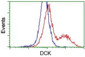 HEK293T cells transfected with either RC210767 overexpress plasmid (Red) or empty vector control plasmid (Blue) were immunostained by anti-DCK antibody (ABIN2454431), and then analyzed by flow cytometry. (DCK anticorps)