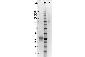 SDS-PAGE of F(ab')2 Rabbit anti-Mouse IgG Antibody min x Human serum proteins. (Lapin anti-Souris IgG (Heavy & Light Chain) Anticorps - Preadsorbed)