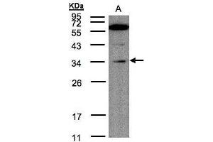 WB Image Sample(30 μg of whole cell lysate) A:Raji , 12% SDS PAGE antibody diluted at 1:200 (Malectin anticorps)