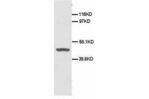 Image no. 1 for anti-CD40 (CD40) (N-Term) antibody (ABIN1495124) (CD40 anticorps  (N-Term))