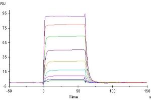 Human B7-H6, hFc Tag captured on CM5 Chip via Protein A can bind Biotinylated Human NKp30, His-Avi Tag with an affinity constant of 0.