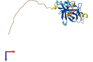 AlphaFold protein structure predicition of Mouse Recombinant Fgf16 Protein, UniprotID Q9ESL8