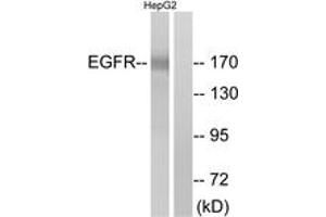 Western Blotting (WB) image for anti-Epidermal Growth Factor Receptor (EGFR) (AA 1077-1126) antibody (ABIN2888975) (EGFR anticorps  (AA 1077-1126))