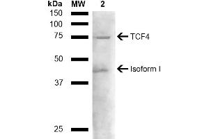 Western blot analysis of Mouse liver lysate showing detection of ~71. (TCF4 anticorps  (AA 500-600) (PerCP))